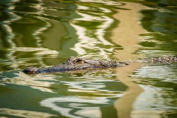 Alligator in the waterway around The Montage, South Carolina.