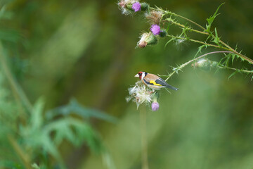 european goldfinch sitting on a purple thistle