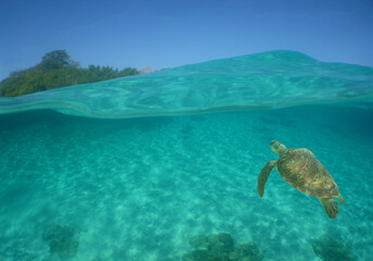 green sea turtle in the caribbean sea
