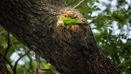 The red-breasted parakeet is among the more widespread species of the genus and is the species which has the most geographical variations.