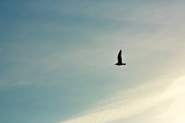 Silhouette of a flying seagull against the background of the evening sky.