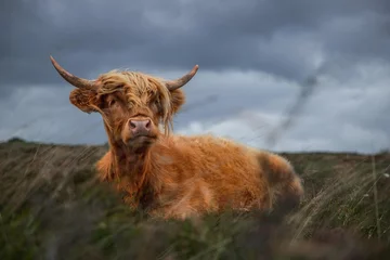 Photo sur Plexiglas Highlander écossais Highland cow in rugged and grassy landscape  