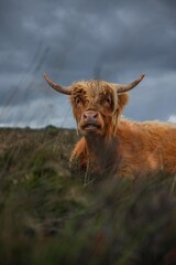 Highland cow in rugged and grassy landscape  