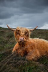 Highland cow in rugged and grassy landscape  