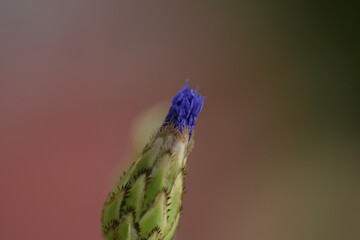 bud of a flower