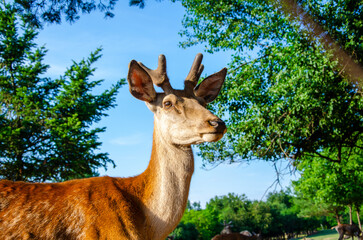 Photo of young deer in the park. wildlife. Deer in nature. Green meadow and forest in the background.