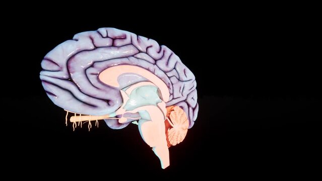 Inflammation of the brain. Human brain Anatomical Model 3D glossy brain