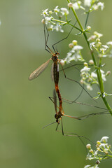Two spotted crane cranes (Nephrotoma appendiculata) making love. The insects hang on the branch of white flowers. The background is green in summer in Germany.
