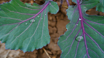 Leaves of purple cabbage seedling  with water droplets, on the blurred background.