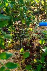 Watering tomato bushes with a stream of water from a watering can under the root.
