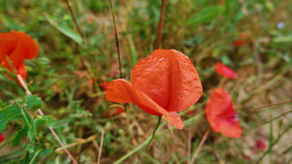 Profile view photo of field poppy on the blurred green background, selective focus.