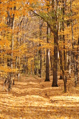 autumn in the forest