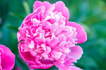 Lush white-pink peony in the garden on a bush.