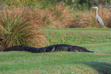 Beautiful Alligator with Great Blue Heron in the background