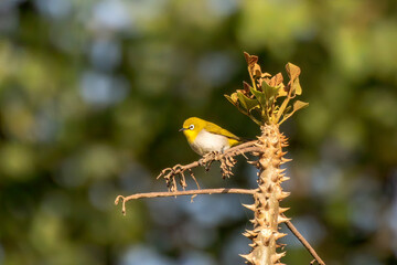 Indian white-eye (Zosterops palpebrosus), formerly the Oriental white-eye, observed in Bera in Rajasthan, India