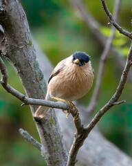 Brahminy myna or brahminy starling (Sturnia pagodarum)  observed in Bera in Rajasthan, India