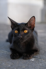 Black cat sitting looking at camera