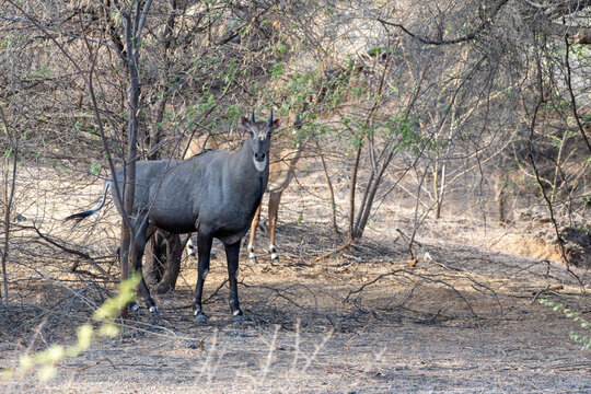 Male Nilgai (Boselaphus tragocamelus) seen during the safari at Jawai near Bera in Rajasthan, India
