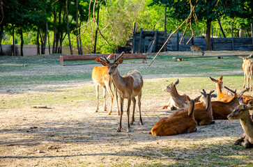 Photo of young deer in the park. wildlife. Deer in nature. Green meadow and forest in the background.