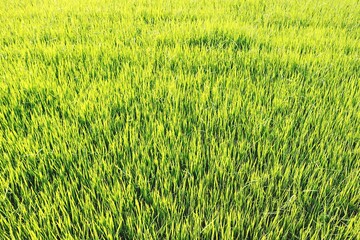 The rice tree green fields background 
