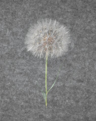 Background with fluffy dandelion seeds. One giant dandelion on a gray textural background.