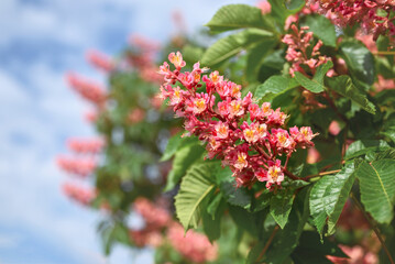 Natural spring background. Blooming pink chestnut against the blue sky, close-up. Blurred background with copy space.