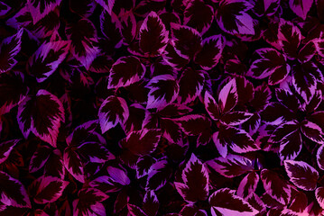 Natural texture of plants close-up. Purple plant background. Ecology concept, top view.