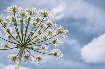 Natural plant background. Cow parsnip (Heracleum lanatum) against a blue sky with clouds, view from below.