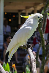 Kakadu
