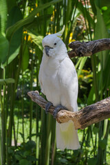 Kakadu