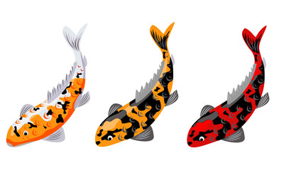 Koi carp fishes vector illustration. Japanese koi fish isolated on white background, Chinese goldfish image. Japanese koi fish different colors