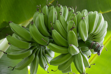 Bananen © Wolfgang