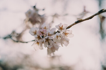 桜の花