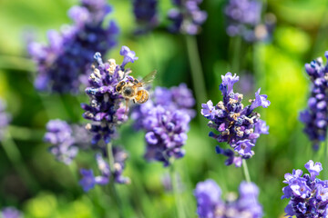 A bee collects pollen from a lavender flower