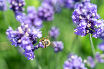 A bee collects pollen from a lavender flower