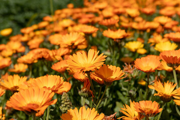 Gorgeous bright orange flowers of marigold (lat. Calendula officinalis) officinalis on the field on a sunny summer day, flower carpet