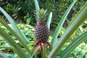 Pineapple tree grows wild in tropical nature