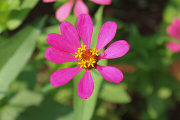 beautiful flowers in nature close-up blooming naturaly