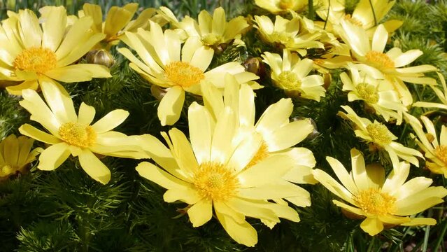 Spring Adonis ( lat. Adonis vernalis) in bloom. Bright yellow flowers of spring adonis