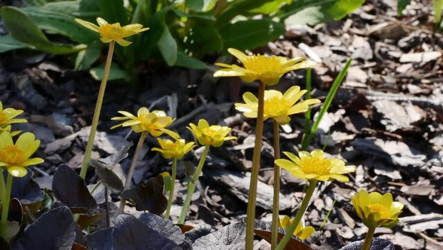Ficaria verna Brazen Hussy, Spring Buttercup in bloom
