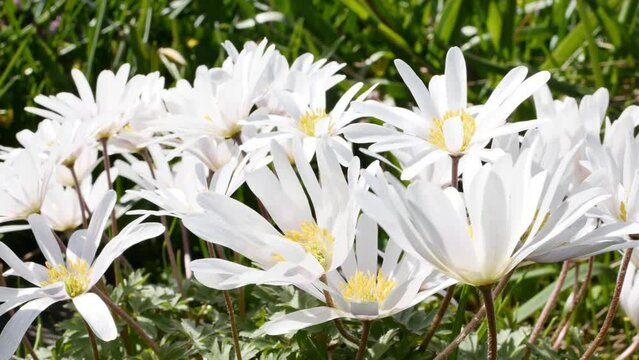  Anemone blanda white splendour in spring garden.
