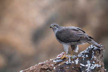 A Northern Goshawk, Azor (Accipiter gentilis) while eating a wood pigeon, Spain