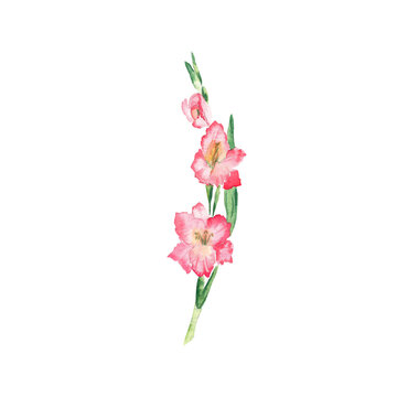 Pink gladiolus flower. Watercolor illustration isolated on white background.