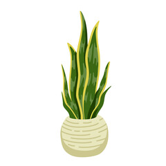 Sansevieria green potted houseplants. Indoor, office and house plant. Interior decoration, simple urban jungle element. Flat cartoon vector isolated illustration.