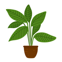 Ficus green potted houseplants. Indoor, office and house plant. Interior decoration, simple urban jungle element. Flat cartoon vector isolated illustration.