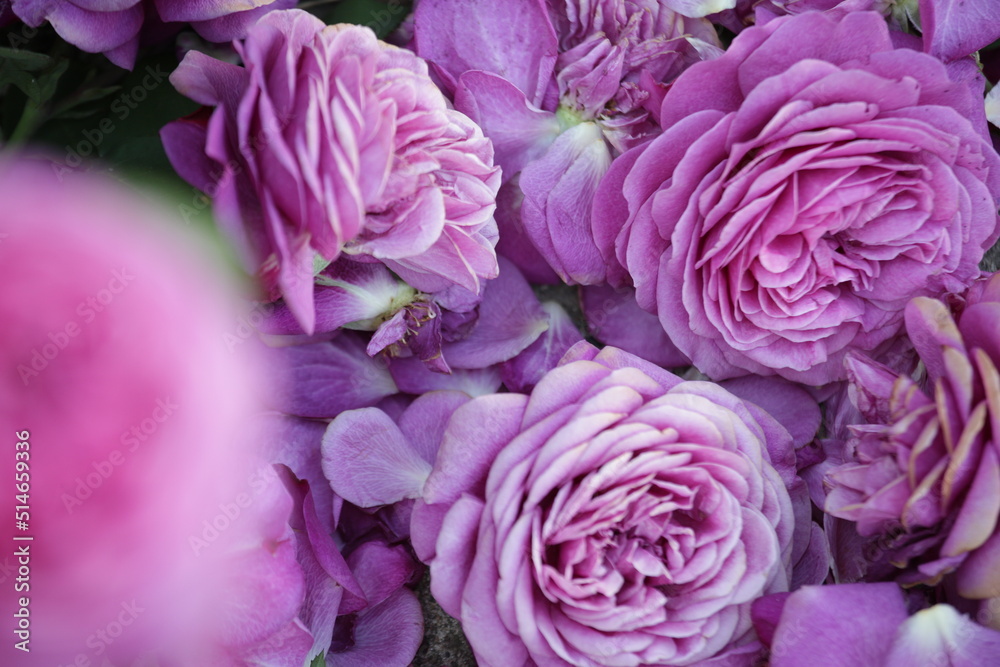 Wall mural close-up on purple flowers wither in dark 