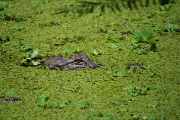 Alligator hidding in the marsh weeds