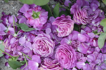 gloomy composition of purple flowers with scattered petals and greenery cut on broken concrete