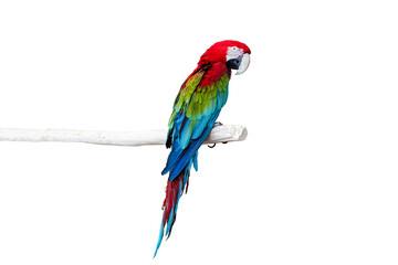 Macaw parrot is sitting on a branch. An isolated multicolored parrot sitting on a white tree...