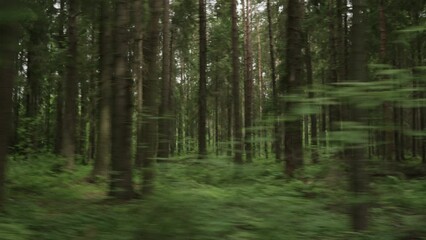 Driving plate side view of green mixed forest on summer sunny day from car